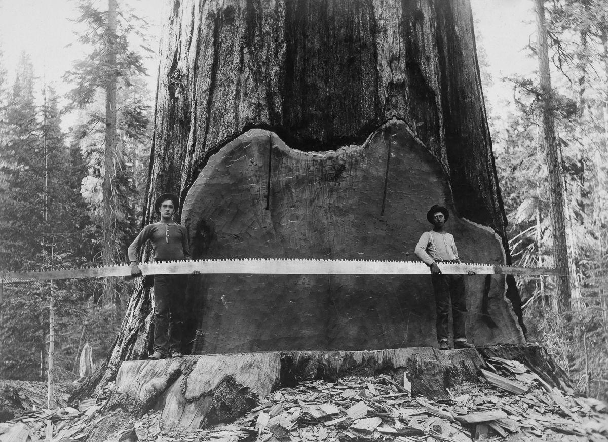 Loggers holding a crosscut saw next to a giant Sequoia tree. California 1917. Image: A. R. Moore Mitigating Paper Emissions Through Sustainable Forestry